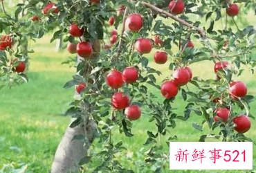 梦见摘了一个苹果是什么意思