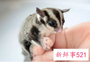 寝室好养活的宠物