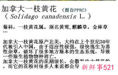 加拿大一枝黄花究竟是什么