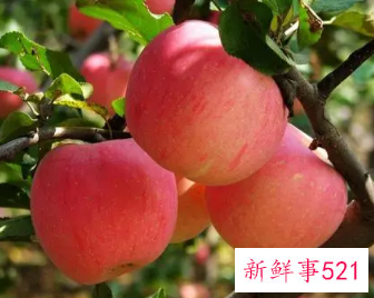 梦见摘了一个苹果是什么意思