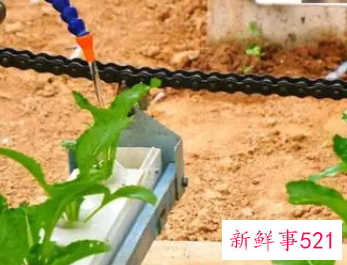 没有土怎么种菜