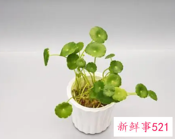 生肖羊养什么植物可以旺财