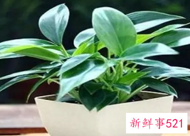 金钻可以浇啤酒吗