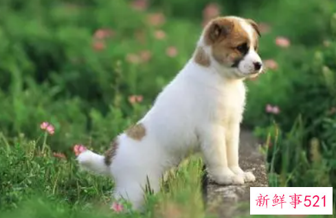 梦见儿子让狗咬出血了有什么征兆