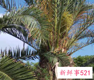 海枣是什么植物