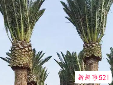 海枣是什么植物