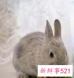 易犯桃花劫的生肖