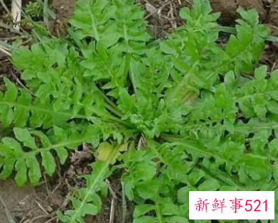 吃荠菜的坏处