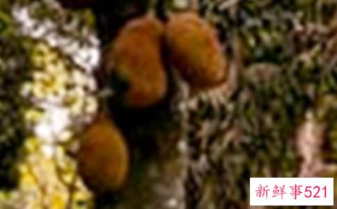 菠萝蜜的功效与作用有什么