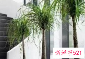 客厅最适合的盆栽植物