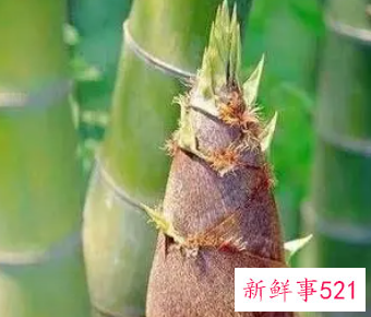 男性吃竹笋的好处