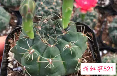 绯花玉仙人球怎么繁殖播种