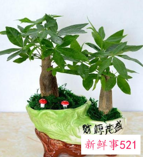生肖羊养什么植物可以旺财