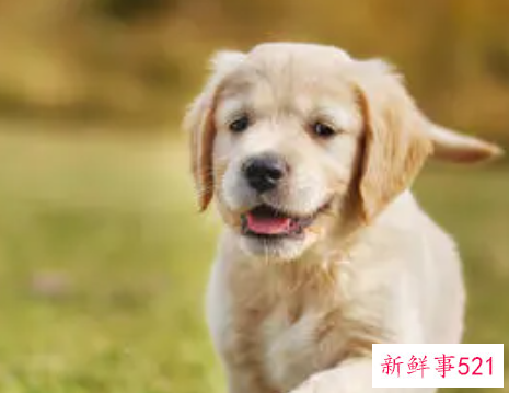 梦见儿子让狗咬出血了有什么征兆