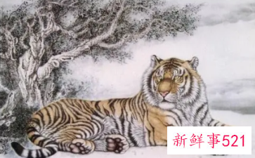 不让男人碰的生肖女