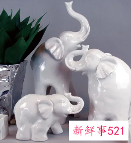 梦到白色的大象