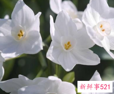 水仙花象征什么意义
