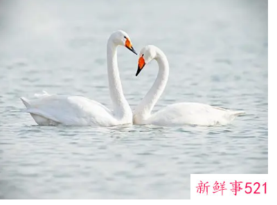 孕妇梦见白天鹅