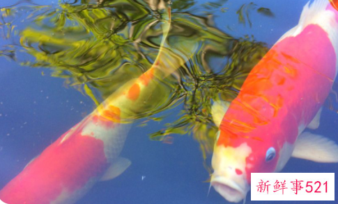 养鱼养十条什么讲究