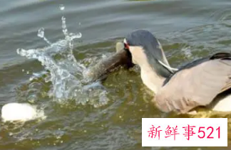 女人梦到自己在抓鱼吃鱼