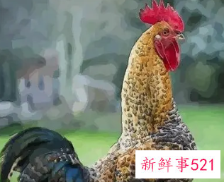 93年属鸡佩戴什么财运好