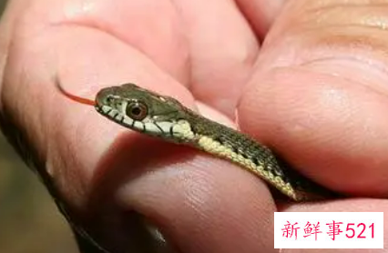 梦见蛇在生蛋是什么意思