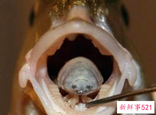 世界最臭名昭著的动物排行