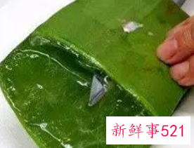 芦荟的功效与作用的正确用法