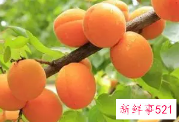 不适合吃杏子的人群