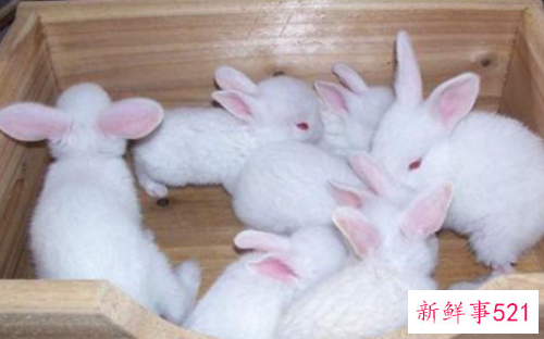 如何提高小小兔的成活率