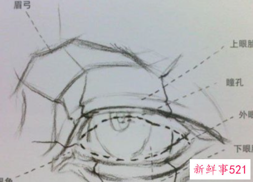 素描画眼睛的步骤图 眉毛