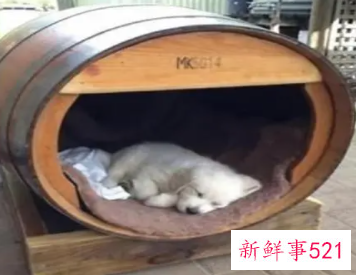 梦见狗窝是什么意思