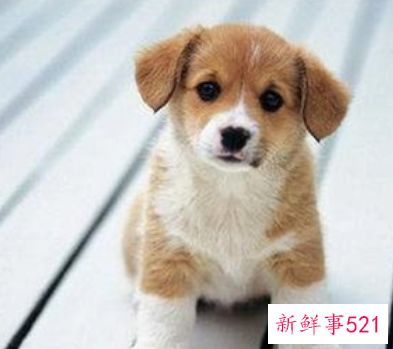 属狗人适合什么行业