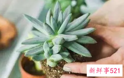 多肉上盆后多长时间晒太阳