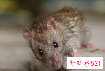 天生极度聪明的生肖女有哪些