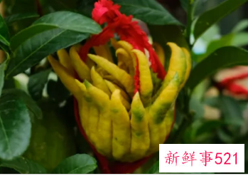 室外镇宅的花卉绿植有哪些