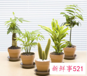 女士办公桌放什么花好