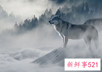 做梦梦见养了狼