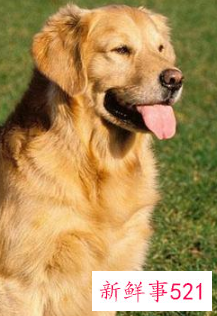 十种脾气最好的大型犬