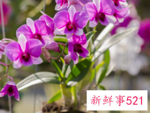 阳台寓意好生命力旺盛的植物