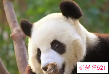 梦见养大熊猫是什么意思