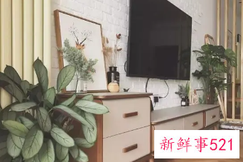 客厅电视柜两边适合摆放什么植物