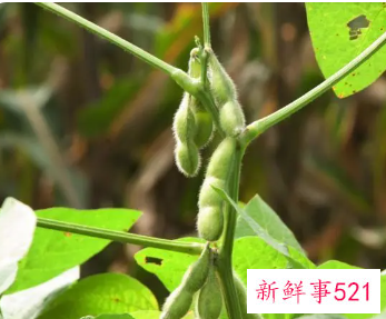 梦见黄豆秧结满很饱满的豆荚