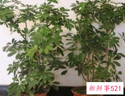 招财树和发财树有什么区别