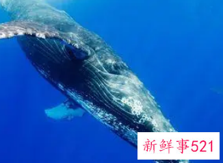 梦到自己在大海里看到大鲸鱼