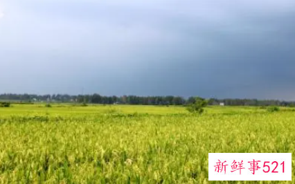 秋天的田野400字作文