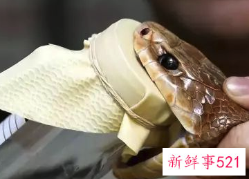 冬天的蛇有什么特点