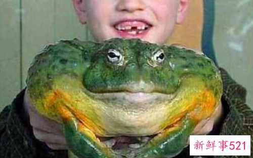 世界最臭名昭著的动物排行