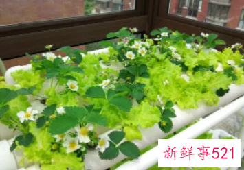 没有土怎么种菜