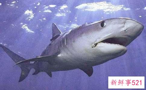 梦到鲨鱼在水里游是什么意思